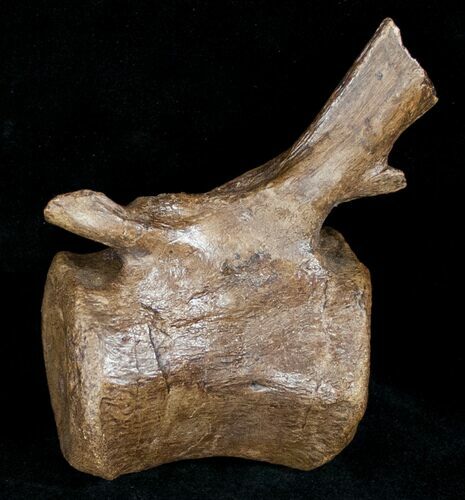 Ornithischian Dinosaur Caudal Vertebrae - Montana #12371